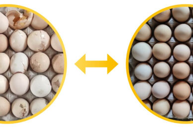 Treatment with Calferol improved the proportion of A-grade level eggs from 65% to 73%. Photo: Intracare