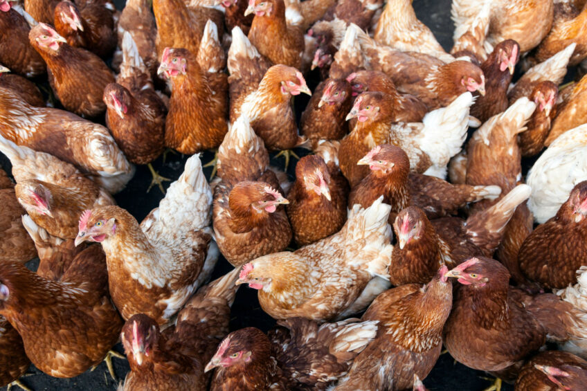 NFU poultry board chairman James Mottershead said the country was now entering a critical period for poultry producers. Photo: Canva