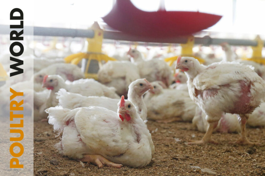 Welfare and the impact of the ECC in Poultry World 6