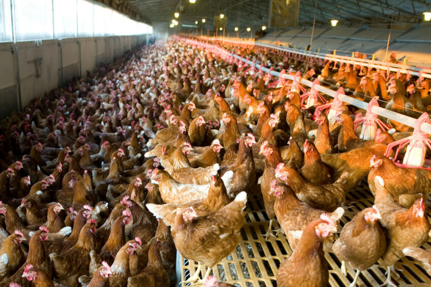 Compassion in World Farming says the government should lead by example by banning all caged production and supporting the industry in its transition to cage-free systems. Photo: Canva