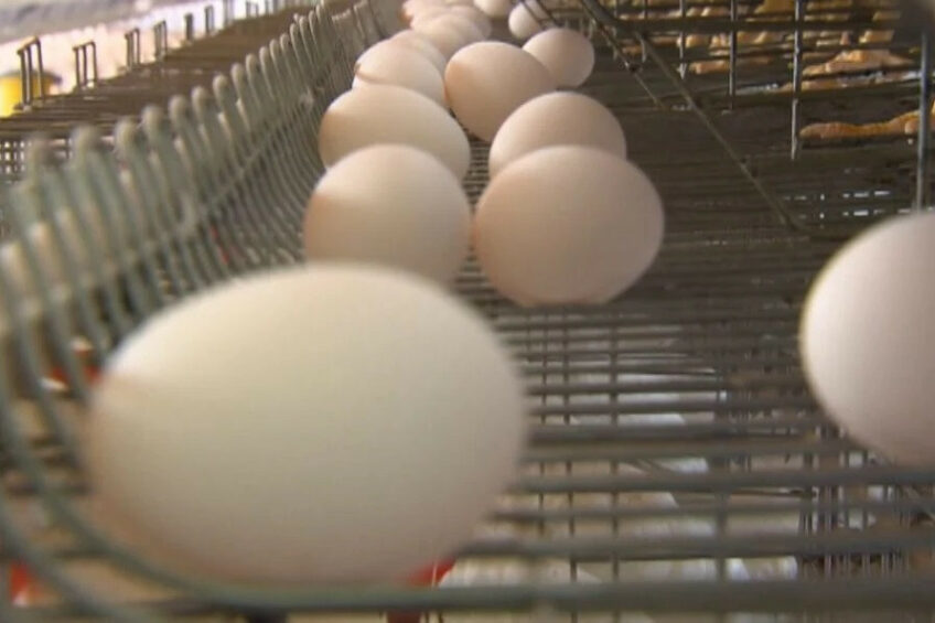 Granja Faria produces commercial and free-range eggs, fertile eggs, day-old chicks, and specialised incubation services, and also exports to 17 countries. Photos: Granja Faria