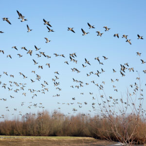 Migratory birds are largely responsible for the spread of avian influenza. Photo: Herbert Wiggerman