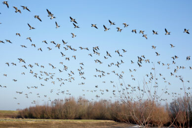 Migratory birds are largely responsible for the spread of avian influenza. Photo: Herbert Wiggerman