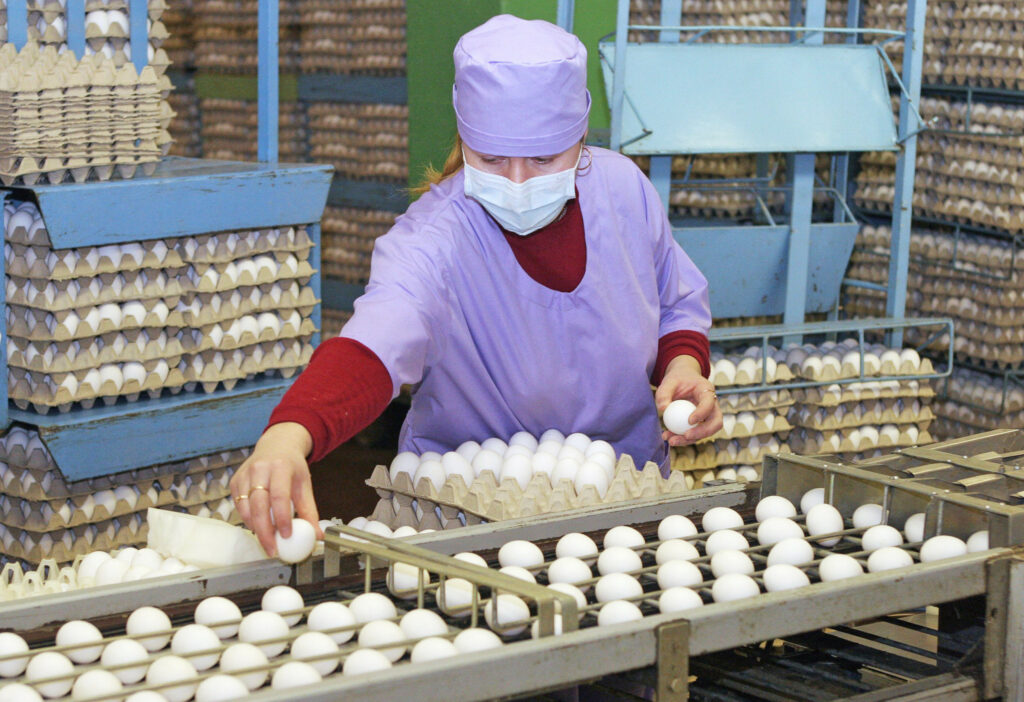 Over the previous 2 years, Russian egg farms have been silently suffering, having to maintain operations with 'negative profitability'.