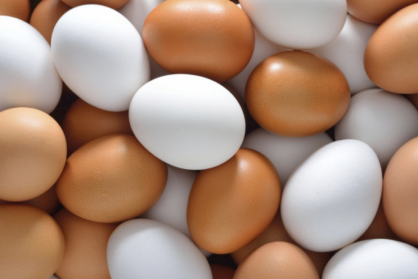 The IEC celebrates egg industry excellence