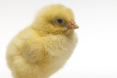 Gumboro disease control: Vaccination of the broilers