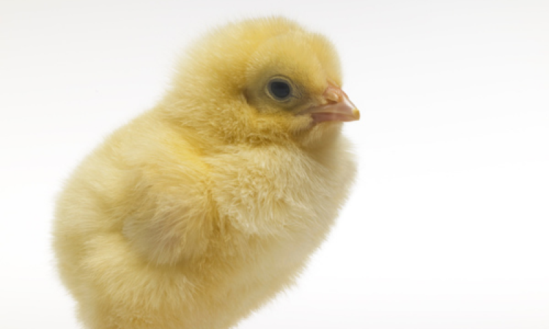 Gumboro disease control: Vaccination of the broilers