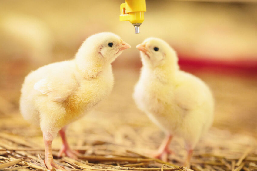 UK: Increasing pressure on retailers to commit to higher welfare for chickens