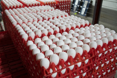 An egg surplus could push Ukrainian farmers to increase exports amid repeated complaints from European farmers over overwhelming imports from Ukraine. Photo: Hans Banus