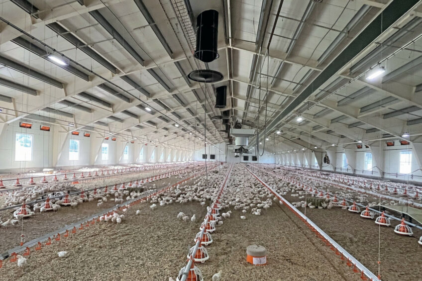 Animal welfare takes centre stage at Norsk Kylling, daylight is mandatory and stocking density is maximized at 30 kg/m2. Photos: Robert Bodde and Mark Pasveer