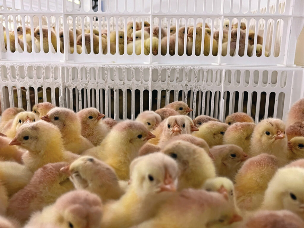 These chicks are ready for transportation to the farm after being vaccinated.