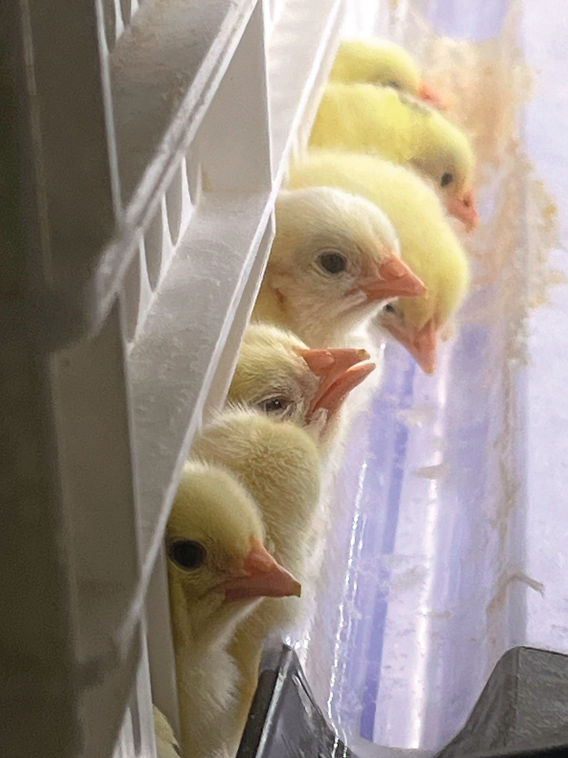 The hatchery of Norsk Kylling operates the HatchCare system of HatchTech. Chicks have direct access to feed and water.