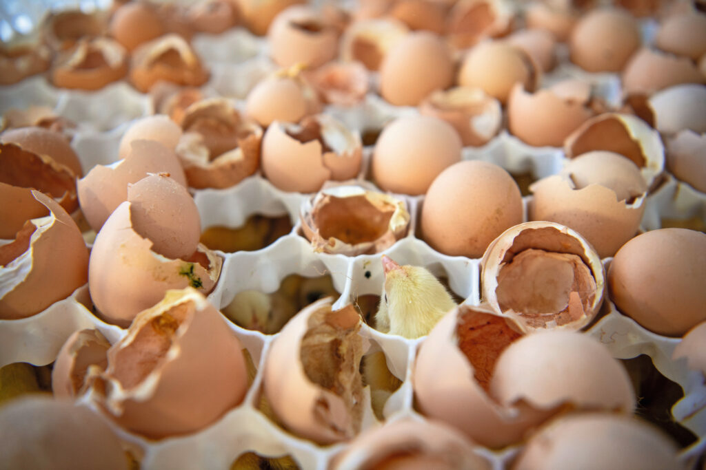 Residues from the hatchery are used in a biogas installation, which is then used as fuel for the hatchery trucks.