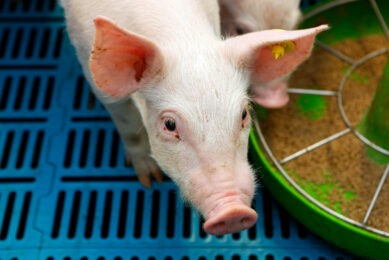 In a piglet study, researchers evaluated the effects of formic and propionic acid blend. Photo: Henk Riswick