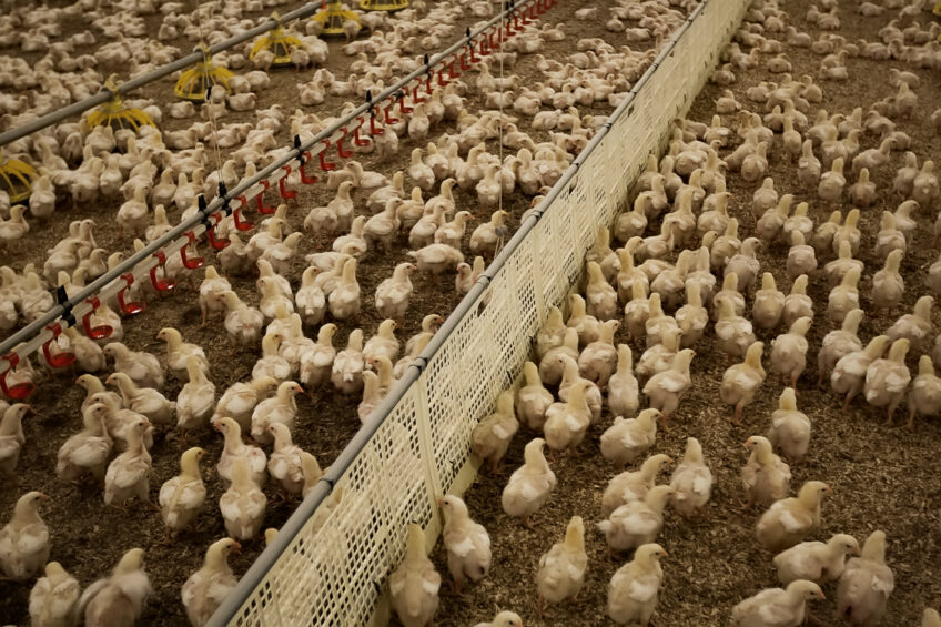 Raising male and female broilers enables farmers and nutritionist to get the most out of the genetic potential of the birds. Photo: Ronald Hissink