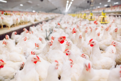 Easy guide to BCO lameness in chickens: Causes and solutions