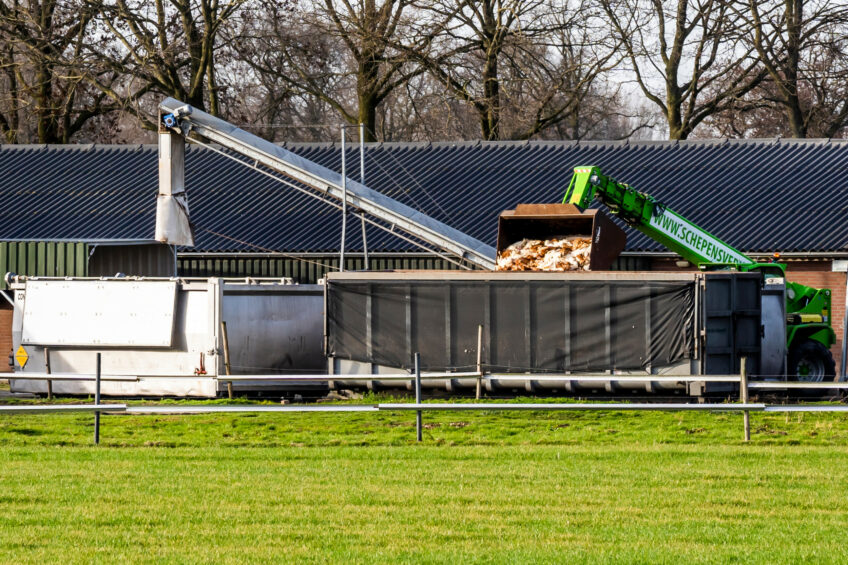 Bird flu was detected at a layer farm in the Netherlands. Photo: Bert Jansen