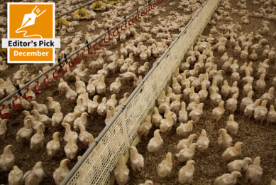 Raising male and female broilers separately is quickly gaining traction