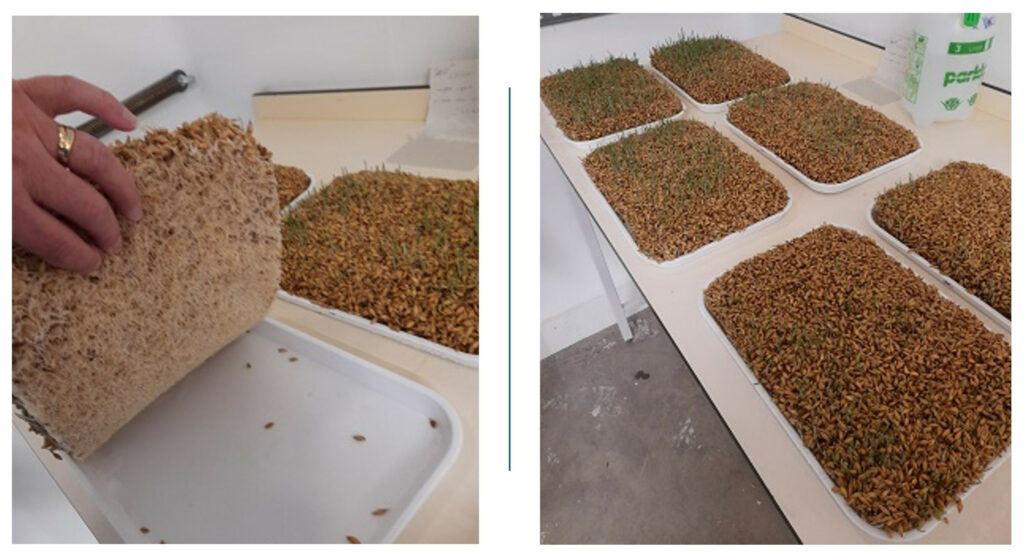 On the left is a picture of barley growing in trays (no soil) with daily water spraying, while on the right, a thick root mat is visible. Photo: Supplied