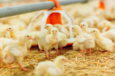 The topics of poultry gut health and sustainability & welfare will be the focus of 2 Poultry World seminars being hosted by Poultry WOrld at EuroTier. Photo: Canva