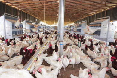 With increasing use of mobile phones and better rural connectivity among smallholder farmers, the Bird Flu Watch platform aims to provide accessible, offline information for poultry farmers. Photo: Canva