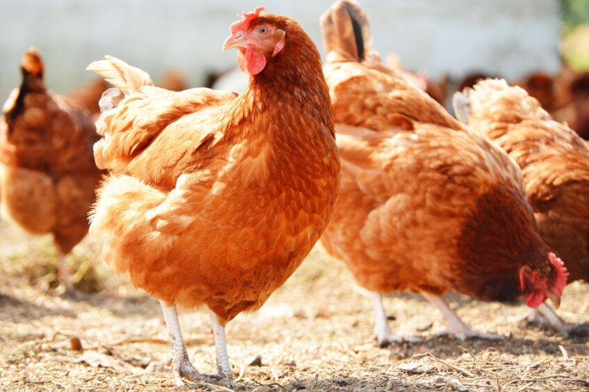 Flox CEO Imtiaz Shams highlighted how intelligent technologies were making a real difference to poultry farmers to increase their productivity while promoting poultry welfare and sustainability. Photo: Canva