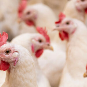 A study has uncovered specific regions across 9 different areas of the chicken genome where genetic variations appeared to play a role in helping protect chickens from bird flu outbreaks. Photo: Canva