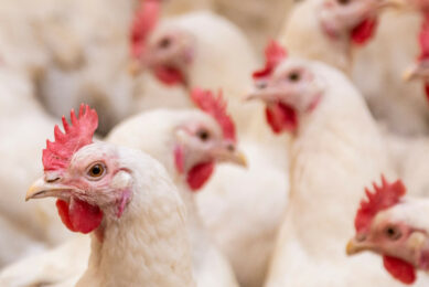 A study has uncovered specific regions across 9 different areas of the chicken genome where genetic variations appeared to play a role in helping protect chickens from bird flu outbreaks. Photo: Canva