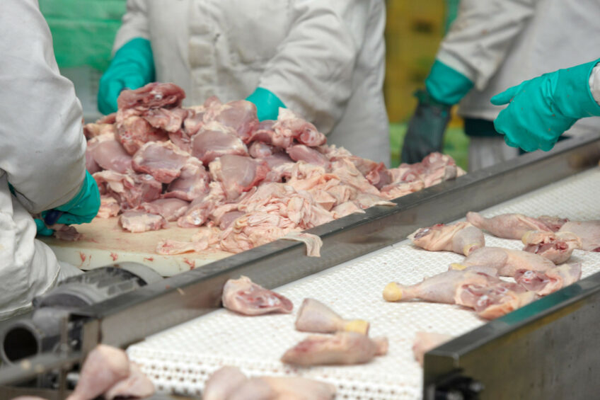 The incidence of occupational injuries and illnesses in poultry slaughtering and processing has dropped significantly. This achievement was reached through focusing on common issues stemming from repetitive strain. Photo: Canva