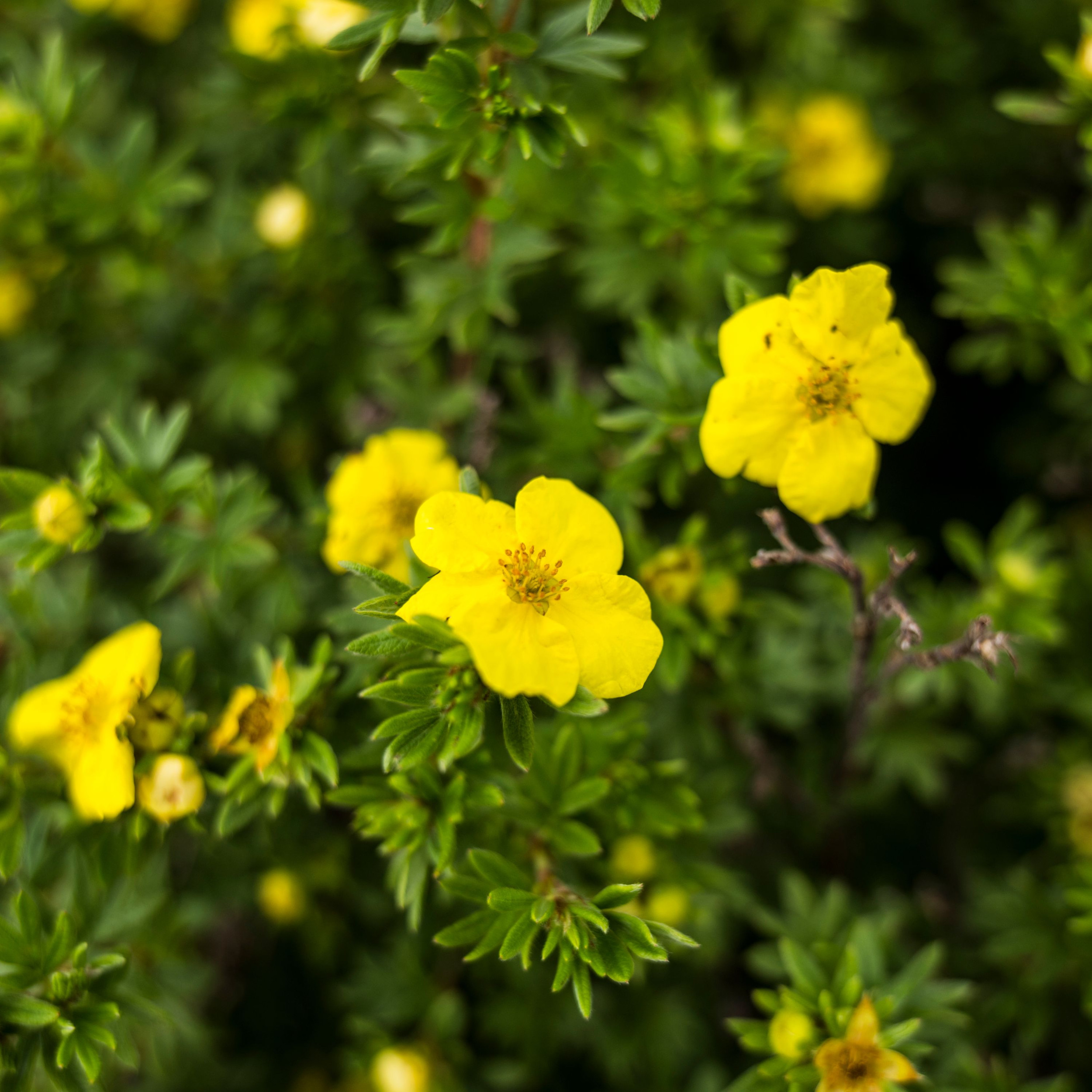 The 2 specific plants that have shown promise for their effectiveness in bacteria control in chickens are Rumex and Potentilla. Photo: Canva