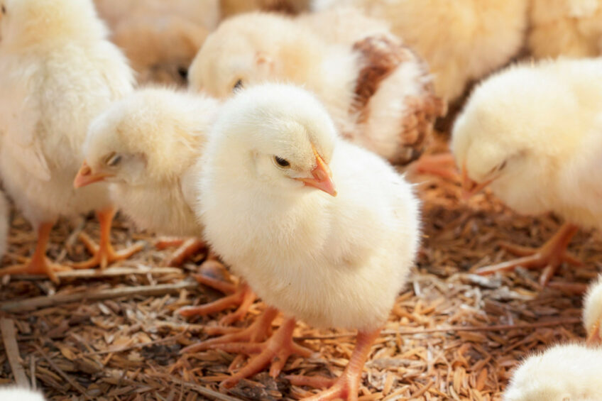 Studies have shown that the use of phytobiotics in appropriate quantities and proportions in feed for broiler chickens influences the proper functioning of the digestive tract. Photo: Canva