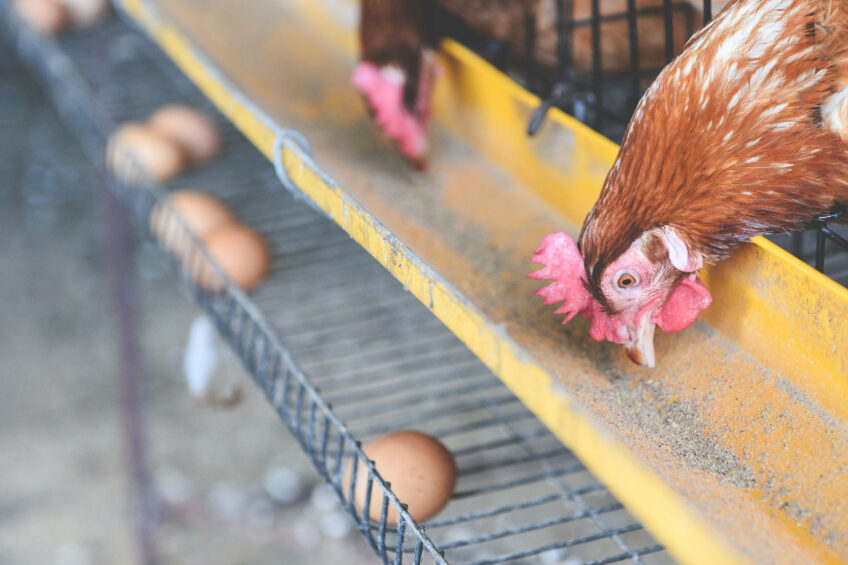 Robotics to detect dead hens in caged houses