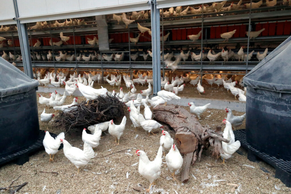 All Kipster eggs come from cage-free hens housed in facilities that provide natural light, outdoor access, and climbing structures. Photo: Bert Jansen