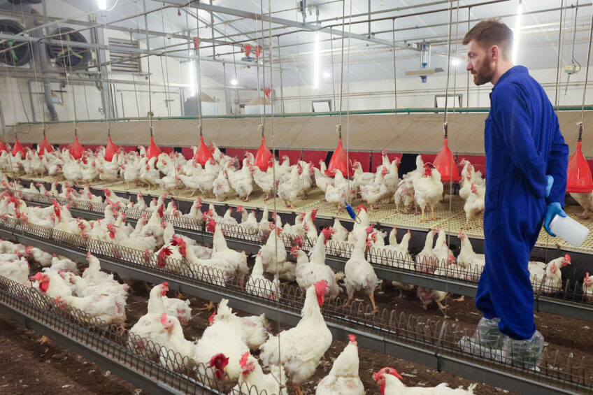 Urban workers, for example, might be drawn to poultry farm life for reasons that go beyond career stability. Photo: Bert Jansen