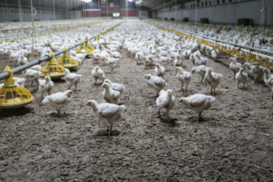 Newcastle disease can cause death in susceptible chickens within 3-4 days, resulting in mortality rates of 55-100%. Photo: Marcel Rob Fotografie