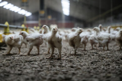 Both production and exports of poultry meat in Europe are anticipated to increase this year. Photo: Marcel Rob