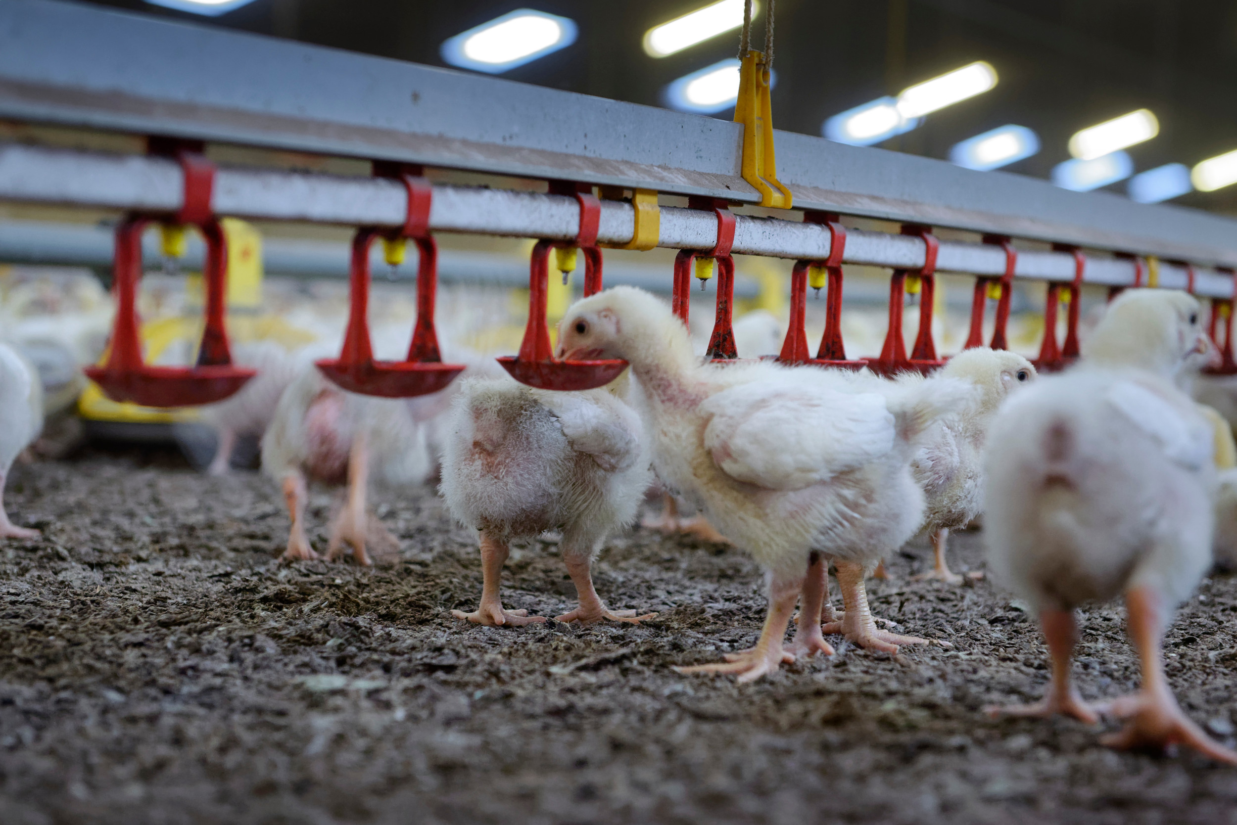 Advantages of Immune-Complex Vaccines for IBD Protection in Poultry