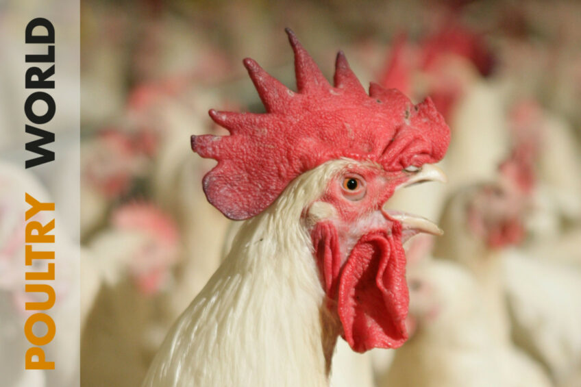 Genetics and intact breeders in Poultry World 9