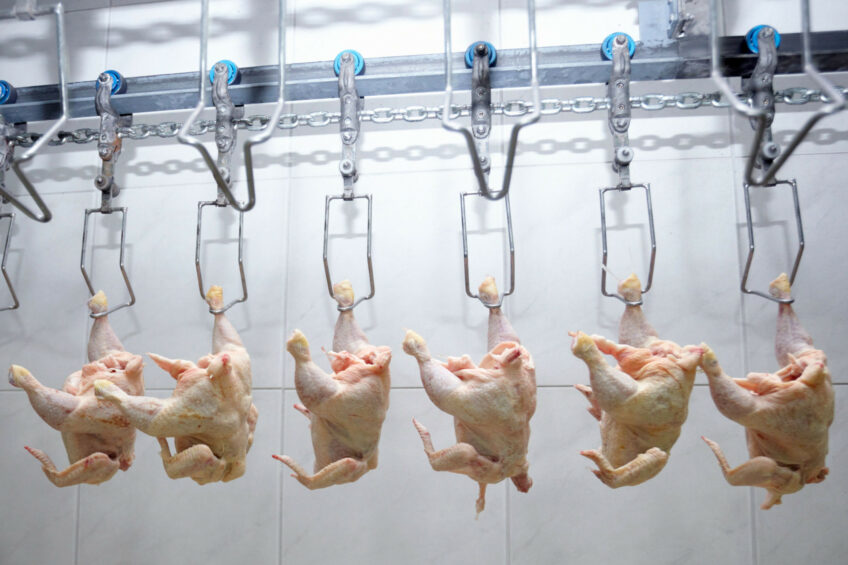 GAP Resource, one of the leading Russian broiler meat manufacturers, is considering establishing poultry processing capacities in Africa and is primarily interested in the production of poultry products in the ready-to-eat and ready-to-cook segments. Photo: Canva