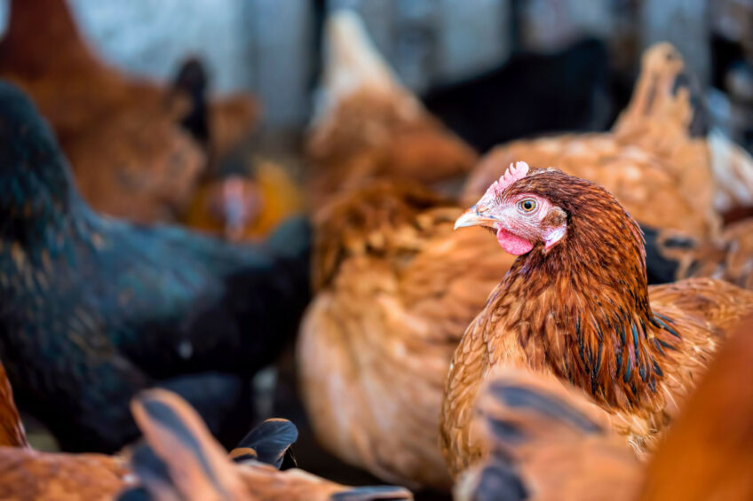 The British Hen Welfare Trust has been encouraging consumers to influence hen welfare with their purses by opting for the best eggs they could afford in the supermarket, as “change happens best from the ground up”. Photo: Canva