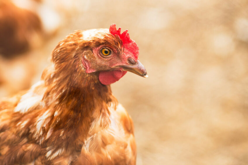 The latest Compassion in World Farming Egg Track report looked at how companies in the UK, France, Italy, Spain and Poland were progressing towards being cage-free by 2025. Photo: Canva