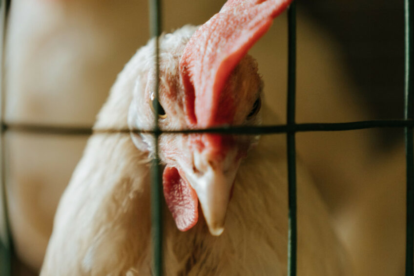 Voice of Animals, a Russian NGO, has prepared amendments to the draft veterinary regulation in the poultry industry in the interest of the welfare of the birds. Photo: Canva