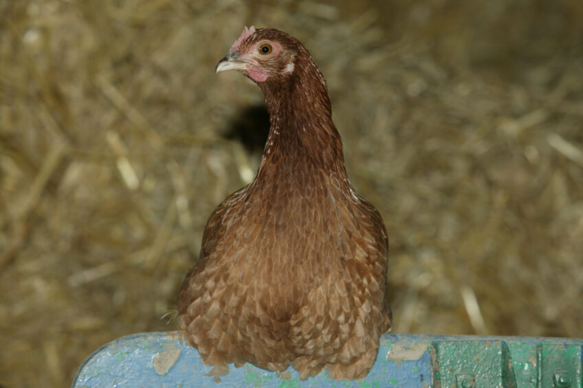 Various amendments and clarifications have been made to the the RSPCA’s Welfare Standards for Laying hens. Photo: Henk Riswick