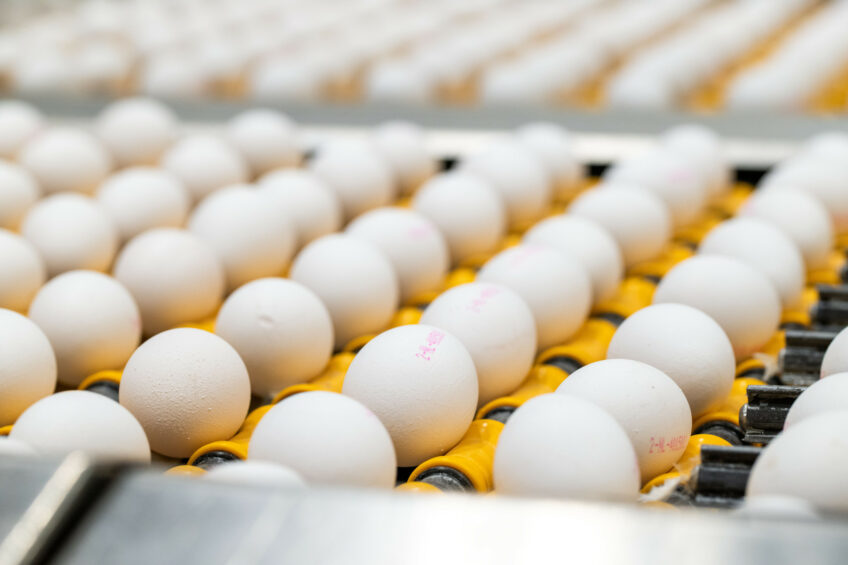 The retail cost of eggs for consumers has risen nearly 40% over the past year. Photo: Cor Salverius Photography