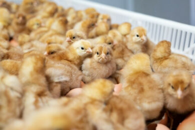 The first hatched brown layer hens that were in-ovo sexed using Cheggy technology. Photo: Cheggy