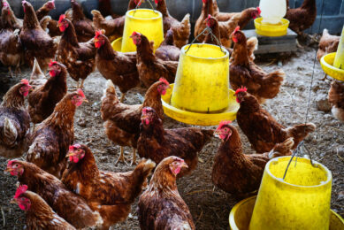 An investment boost into Ghana’s poultry sector is a step closer to the country’s broader goals of self-sufficiency in food production and economic resilience. Photo: Canva