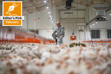 Norwegian broiler production can be quite profitable