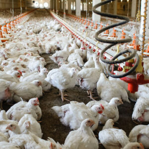 The USDA has raised its latest chicken production outlook for the year. Photo: Canva