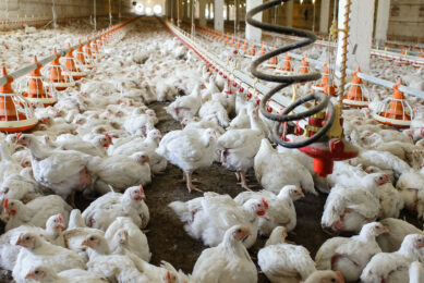 The USDA has raised its latest chicken production outlook for the year. Photo: Canva