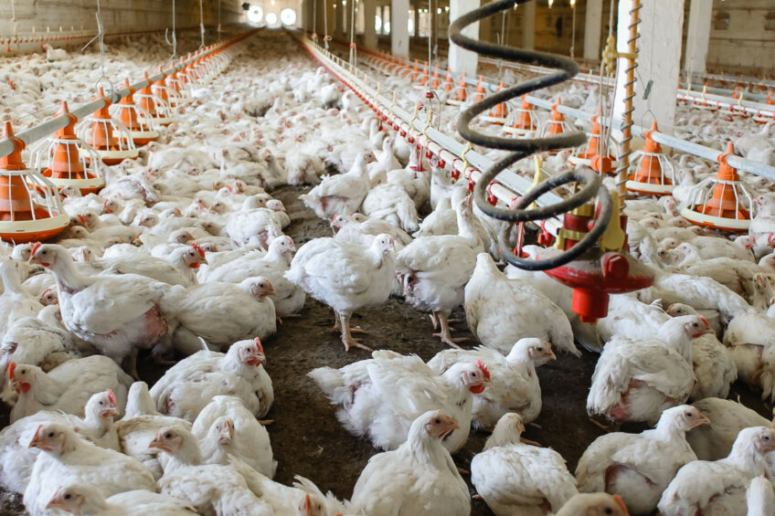 The USDA has raised its latest chicken production outlook for the year. Photo: Canva